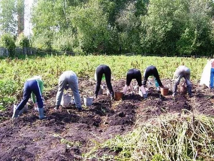 Огород.png